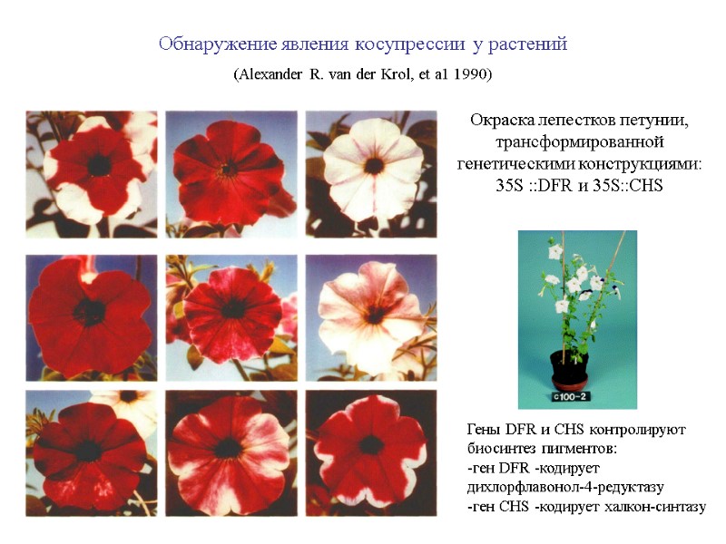 Обнаружение явления косупрессии  у растений  (Alexander R. van der Krol, et a1